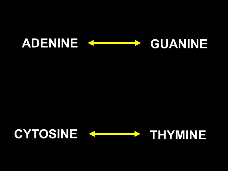 PURINES ADENINE GUANINE CYTOSINE THYMINE PYRIMIDINE